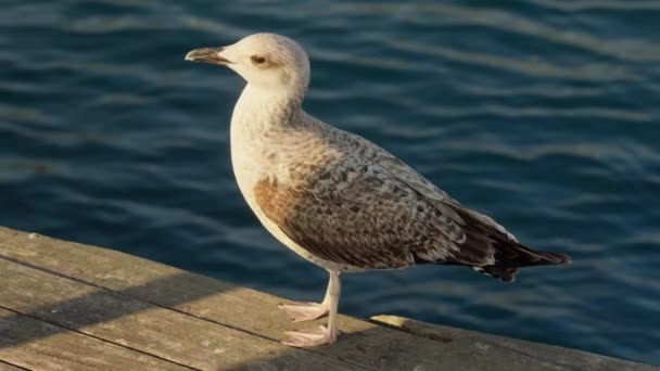 Seagull Close Pier High Quality Footage — Stock Video