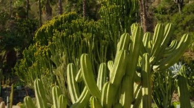 Barcelona parkındaki Cacti. Yüksek kalite 4k görüntü