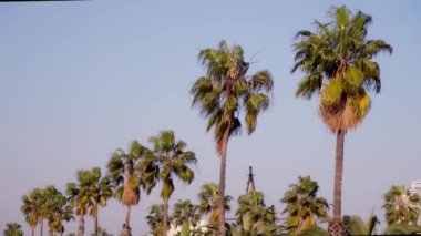 Sokakta gökyüzüne karşı sıralanmış palmiye ağaçları. Yüksek kalite 4k görüntü