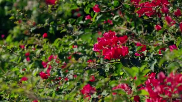 Rote Blumen Auf Grünem Hintergrund Hochwertiges Filmmaterial — Stockvideo