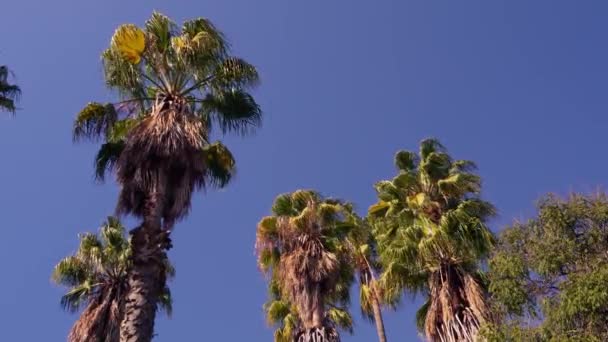棕榈树在风中摇曳 高质量的4K镜头 — 图库视频影像