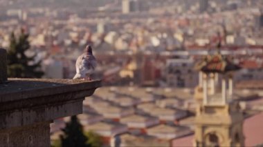 Barselona 'nın arka planında güvercinler. Yüksek kalite 4k görüntü