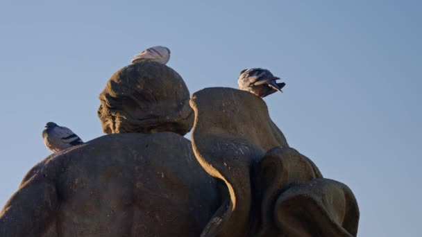 Güvercinler Gün Batımında Heykelin Üstüne Oturur Yüksek Kalite Görüntü — Stok video