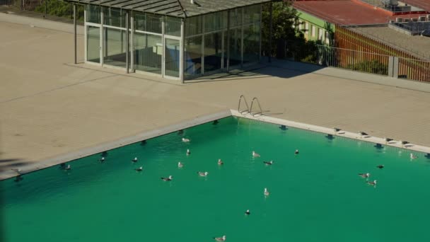 Seagulls City Pool Blue Water High Quality Footage — Stock Video
