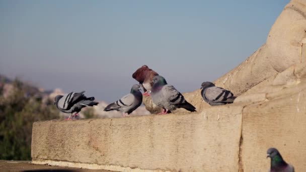 Les Pigeons Sont Assis Aux Pieds Sculpture Images Haute Qualité — Video
