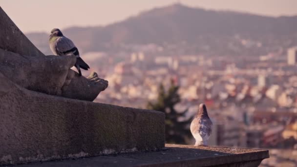 Pigeons Bask Sun Panorama Barcelona High Quality Footage — Stock Video