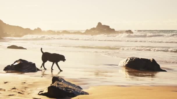 Pies Biega Plaży Zachodzie Słońca Wysokiej Jakości Materiał — Wideo stockowe