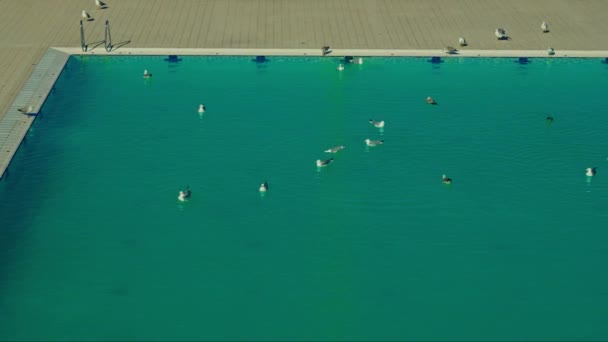 Чайки Городском Бассейне Голубая Вода Высококачественные Кадры — стоковое видео