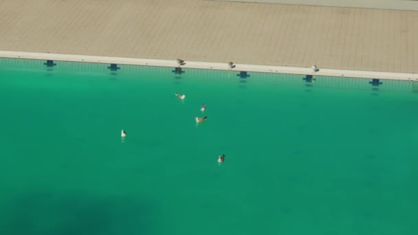 Γλάροι Κολυμπούν Στην Πισίνα Υψηλής Ποιότητας Πλάνα — Αρχείο Βίντεο