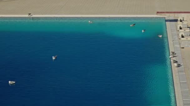 Meeuwen Het Zwembad Blauw Water Hoge Kwaliteit Beeldmateriaal — Stockvideo