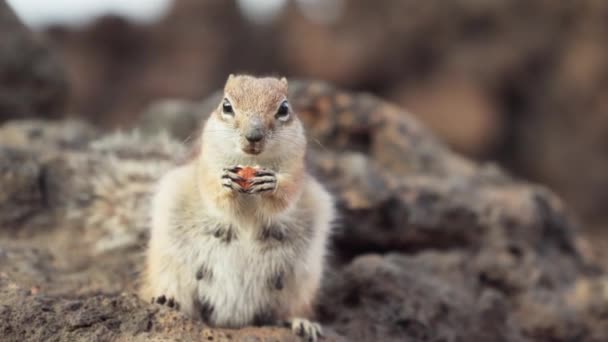 Wiewiórka Jedząca Orzechy Widok Przodu Wysokiej Jakości Materiał — Wideo stockowe