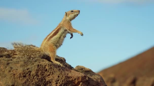 Esquilo Agita Suas Patas Mostrando Que Quer Comer Imagens Alta — Vídeo de Stock