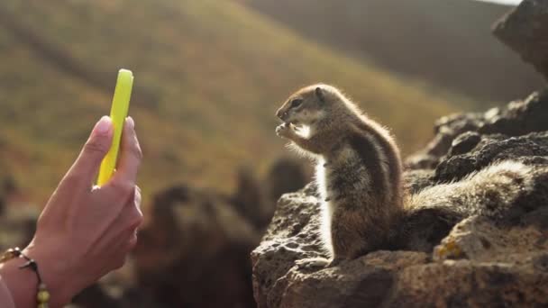 Девушка Фотографирует Бурундука Смартфоне Высококачественные Кадры — стоковое видео