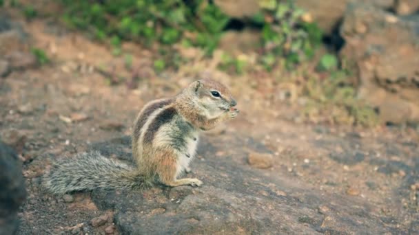 Chipmunk Eating Nuts Profile View High Quality Footage — Stock Video