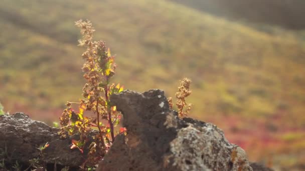 山草穿行在石子里 高质量的4K镜头 — 图库视频影像