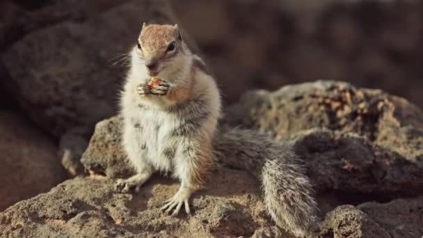 Chipmunk Fluffy Tail Gnaws Nut High Quality Footage — Stock Video
