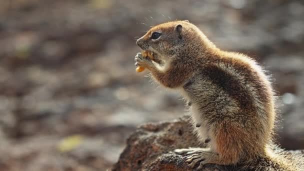 Esquilos Comendo Nozes Enquanto Sentados Uma Pedra Imagens Alta Qualidade — Vídeo de Stock