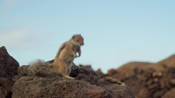 Σκίουρος Στέκεται Στα Πίσω Πόδια Του Και Ζητάει Φαγητό Υψηλής — Αρχείο Βίντεο