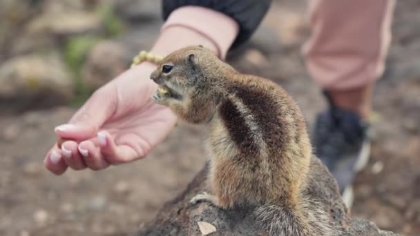 Streifenhörnchen Frisst Nüsse Aus Den Händen Eines Menschen Hochwertiges Filmmaterial — Stockvideo