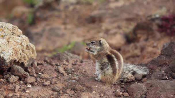 Streifenhörnchen Essen Nüsse Profilansicht Hochwertiges Filmmaterial — Stockvideo