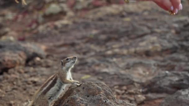 Chipmunk Runs Food Takes Nuts His Hands High Quality Footage — Stock Video