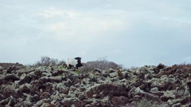 Vahşi, güzel manzarada yürüyen vahşi keçiler. Yüksek kalite 4k görüntü