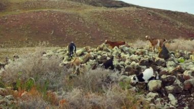 Evcil keçiler adanın volkanik manzaralarında yürürler. Yüksek kalite 4k görüntü