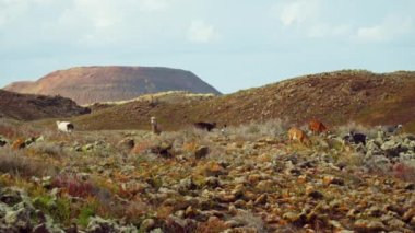 Tepelerde otlayan vahşi keçiler, volkanik manzaralar. Yüksek kalite 4k görüntü