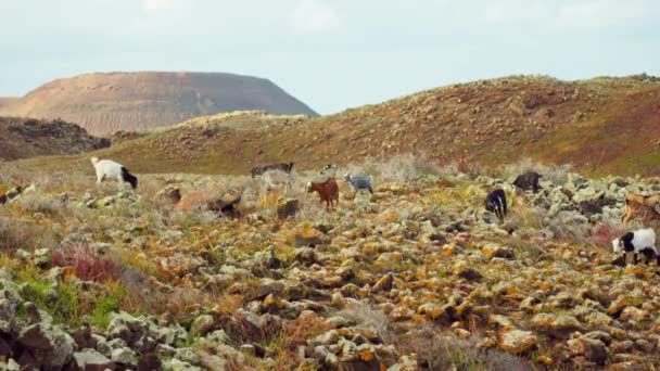 Las Cabras Caminan Las Tierras Altas Comen Hierba Montaña Imágenes — Vídeo de stock