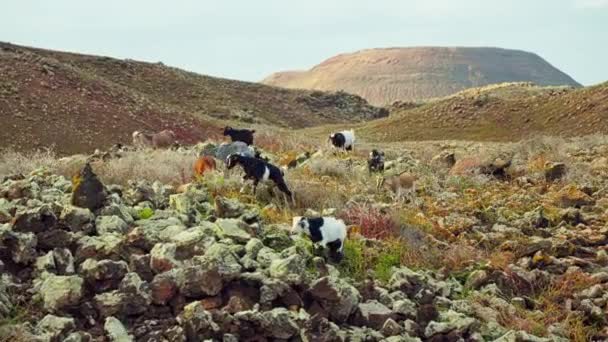 Cabras Selvagens Caminham Sobre Rochas Paisagem Vulcânica Ilha Imagens Alta — Vídeo de Stock