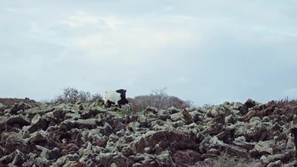 Capre Selvatiche Che Camminano Nel Paesaggio Selvaggio Bellissimo Filmati Alta — Video Stock