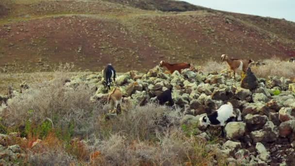 Домашні Кози Проходять Через Вулканічні Ландшафти Острова Високоякісні Кадри — стокове відео