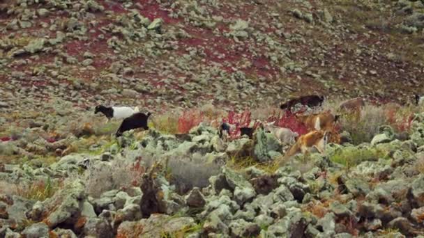 Keçiler Dağlık Arazide Yürürler Dağ Otlarını Yerler Yüksek Kalite Görüntü — Stok video