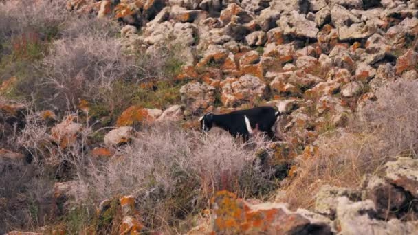 Uma Cabra Caminha Entre Pedras Come Erva Imagens Alta Qualidade — Vídeo de Stock