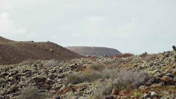 Cabras Salvajes Cima Montaña Saltando Sobre Las Rocas Imágenes Alta — Vídeo de stock