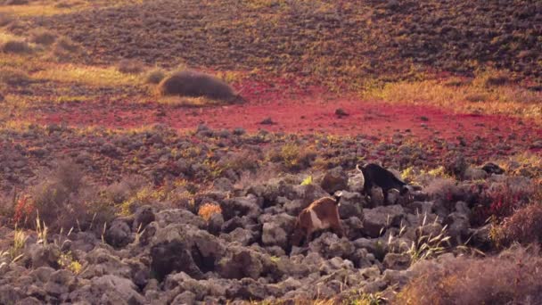 Tepelerde Otlayan Vahşi Keçiler Volkanik Manzaralar Yüksek Kalite Görüntü — Stok video