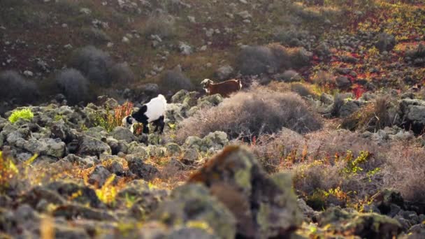 山羊带着小山羊散步 高质量的4K镜头 — 图库视频影像