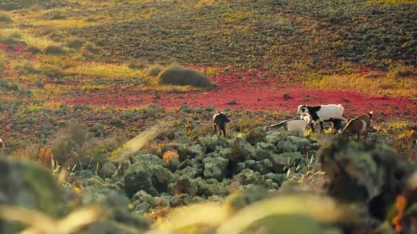 Keçiler Küçük Keçilerle Yürür Yüksek Kalite Görüntü — Stok video