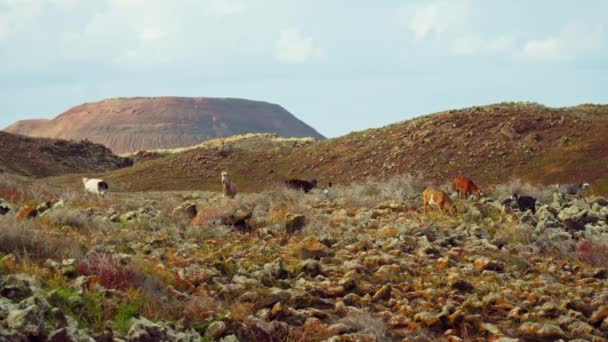 Дикі Кози Пасуться Пагорбах Вулканічний Ландшафт Високоякісні Кадри — стокове відео