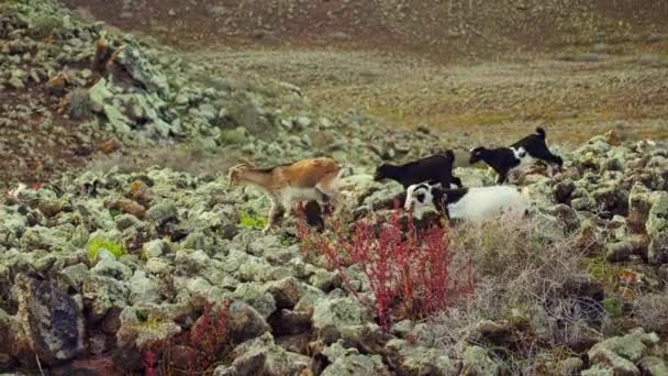 Домашні Кози Проходять Через Вулканічні Ландшафти Острова Високоякісні Кадри — стокове відео