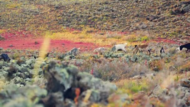 Cabras Andam Nas Terras Altas Comem Erva Montanha Imagens Alta — Vídeo de Stock
