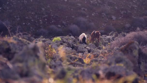 Kozy Chodí Malými Kozami Vysoce Kvalitní Záběry — Stock video