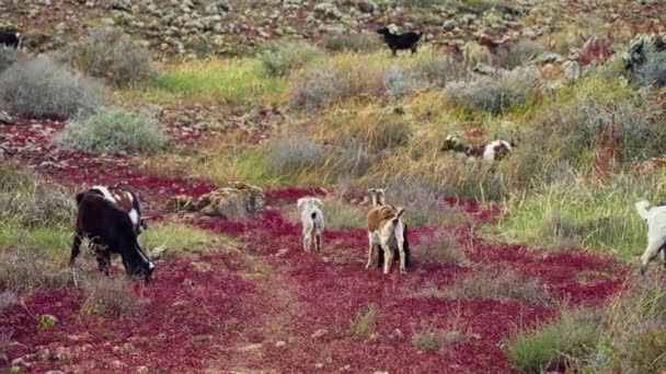 Cabras Selvagens Caminhando Paisagem Selvagem Bonita Imagens Alta Qualidade — Vídeo de Stock