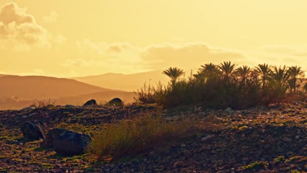Пейзаж Вулканического Острова Редкой Растительностью Красивый Закат Высококачественные Кадры — стоковое видео