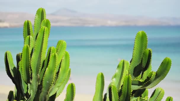 Dos Cactus Fondo Del Mar Imágenes Alta Calidad — Vídeos de Stock