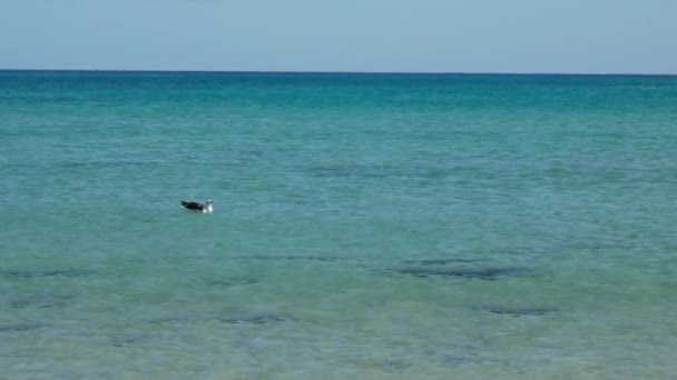 穏やかな青い海でカモメが泳いでいます 高品質4K映像 — ストック動画