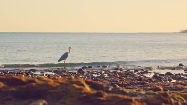 一只鹤优雅地站在沿海岩石上 被浩瀚的大海包围着 平静的海浪和迷人的海岸景色使我们有片刻的时间 — 图库视频影像