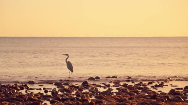Enjoy Breathtaking Sunset Sea Stork Foreground Man Sup Distance Golden — Stock Video