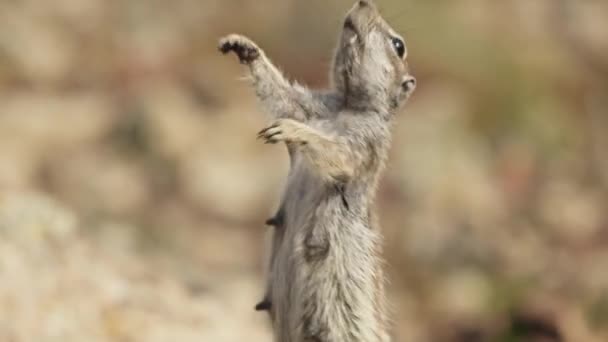 当花栗鼠走近一个人 挥动爪子索要食物时 它的可爱行为就是见证 它表现出迷人的个性和聪明的社交技巧 — 图库视频影像