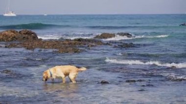 Hevesli Labrador su altında oyuncak arıyor ya da birini avlarken takip ediyor..